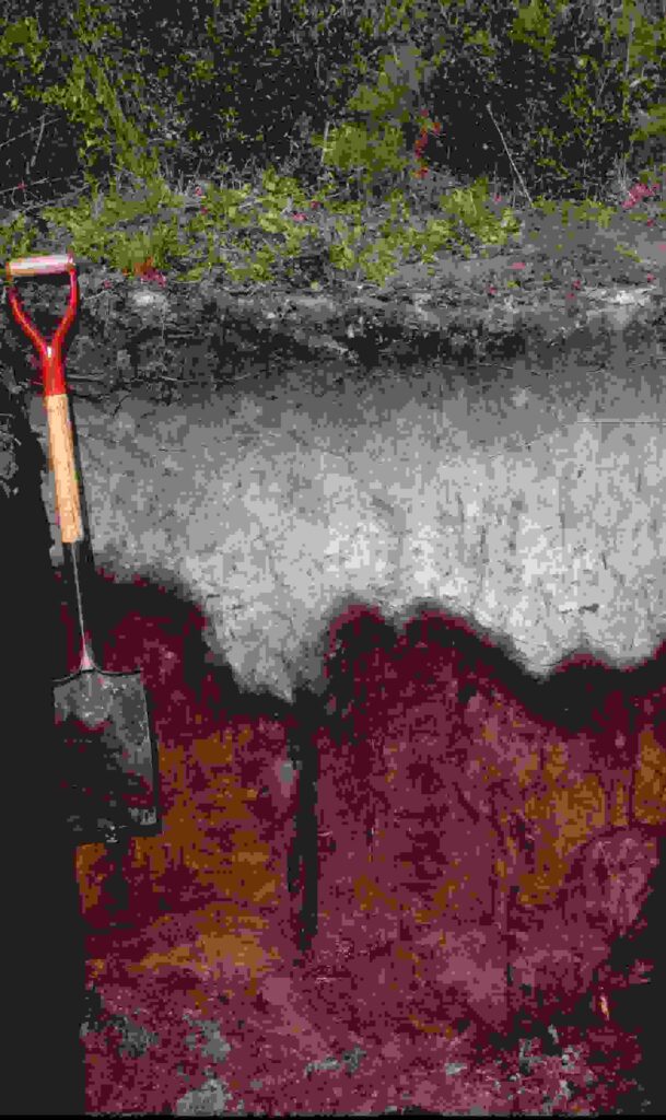 Soil profile exposing distinct horizons beside a field shovel